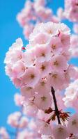 ai generato un' avvicinamento di un' bellissimo fioritura ciliegia albero, con delicato rosa petali contro un' blu cielo foto
