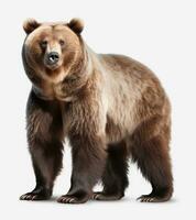 ai generato il grizzly orso in piedi su trasparente sfondo foto