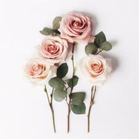 ai generato quattro Rose su un' bianca sfondo con eucalipto, decorativo frontiere foto