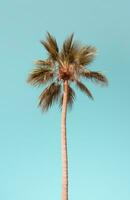 ai generato palma albero su il spiaggia foto