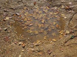 pozzanghera di acqua piovana e fango foto