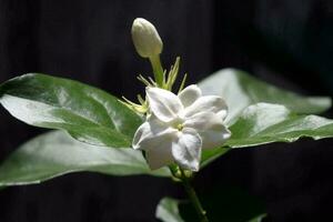 gelsomino, gardenia gelsomini, bianca fiore foto