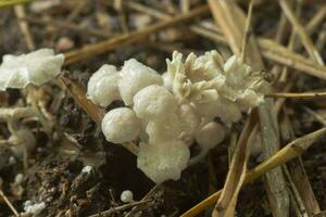 un' gruppo di velenoso funghi foto