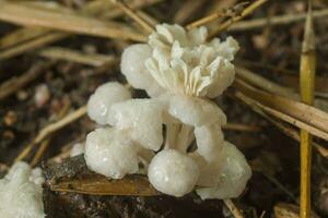 un' gruppo di velenoso funghi foto