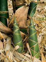 sparare di bambù nel il bambù foresta. foto