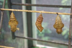 bozzoli di farfalle, pupa di insetto. foto