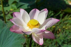 rosa e bianca loto fiore fioritura nel il natura. foto