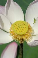 rosa e bianca loto fiore fioritura nel il natura. foto