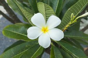 bianca di frangipani fiore su il albero. foto