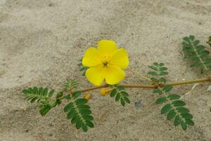 tribulus terrestris pianta con fiore e foglia. foto