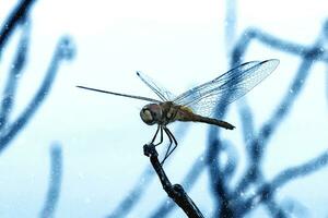 libellula rosso coda pertica su rami. foto