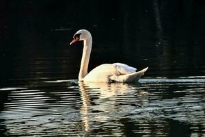 un' cigno nuoto nel il acqua su un' lago foto