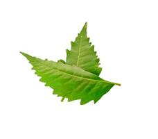 medicinale neem foglia scientifico nome azadirachta indica isolato su bianca sfondo foto