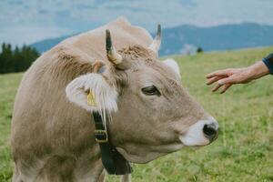 petting svizzero montanaro mucca foto