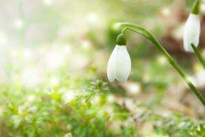 presto primavera fiori. bianca bucaneve fioritura nel il foresta, vicino su. foto