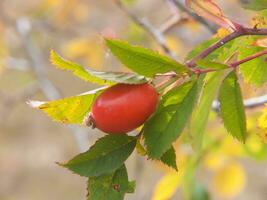 un' rosso frutta su un' albero ramo foto