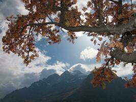 un' albero con le foglie su esso e un' montagna nel il sfondo foto