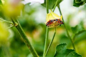 pirrocoris apterus strisciare su un' fiore foto