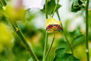 pirrocoris apterus strisciare su un' fiore foto