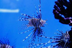 pesce pesce leone - zebra, pterois volitans foto