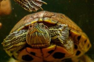 bellissimo tartaruga nuotate nel il acqua foto