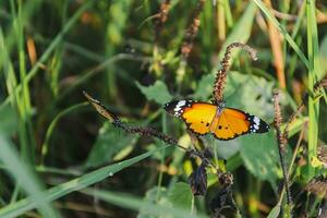 vivace farfalla Ali nel della natura giardino delicato svolazzanti insetto catturato nel dettagliato avvicinamento foto