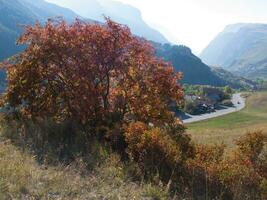 un' albero con rosso le foglie foto