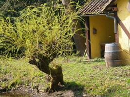 un' piccolo albero nel davanti di un' Casa foto