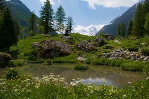 un' stagno nel il mezzo di un' campo foto