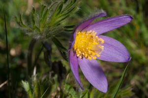 un' viola fiore con giallo centro nel il erba foto