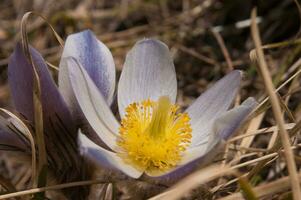 un' singolo fiore è nel il mezzo di un' campo foto