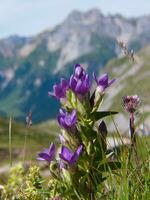 un' viola fiore nel un' campo foto