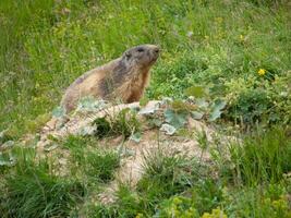 un' marmotta seduta su superiore di un' collina nel il erba foto