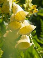 un' mazzo di giallo fiori foto