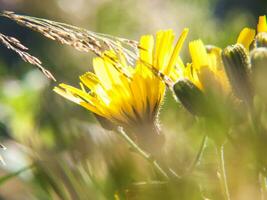 un' giallo fiore nel un' campo foto