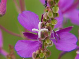 un' vicino su di un' viola fiore con un' ape su esso foto
