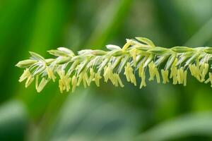 vicino su di Mais fiori nel campo. foto