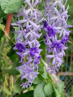 viola fiore di petrea fiori su albero. foto