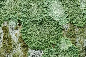 licheni siamo simbiotico fungo. foto