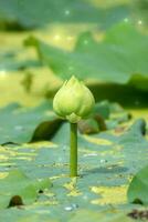 verde loto fiore fioritura nel il natura. foto