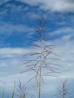 fiore erba nel estate con cielo sfondo. foto