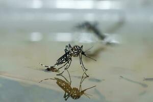 macro di un' zanzara su acqua foto