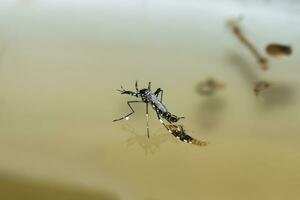 macro di un' zanzara su acqua foto