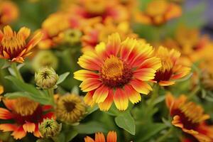 ai generato gaillardia o coperta fiore. luminosa e colorato occhiali da sole di caldo toni. ai generato foto