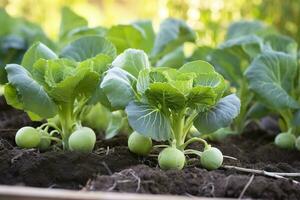 ai generato fresco biologico Bruxelles germogli in crescita nel il giardino. in crescita proprio frutta, verdure. ai generato foto