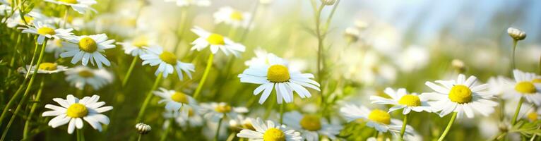 ai generato camomilla fiore per un' striscione. generativo ai foto