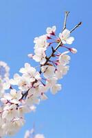 ai generato ciliegia fiorire contro chiaro blu sky.ai generato. foto