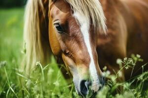 ai generato Marrone cavallo con biondo capelli mangia erba su un' verde prato dettaglio a partire dal il testa. foto