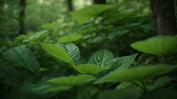 ai generato dettaglio il Evoluzione di il unico flora nel Questo ambiente, sottolineando il adattabile strategie quello avere permesso certo alberi per prosperare nel Questo specifico ombra di verde. foto