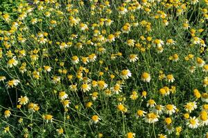 campo di bellissimo impianti foto